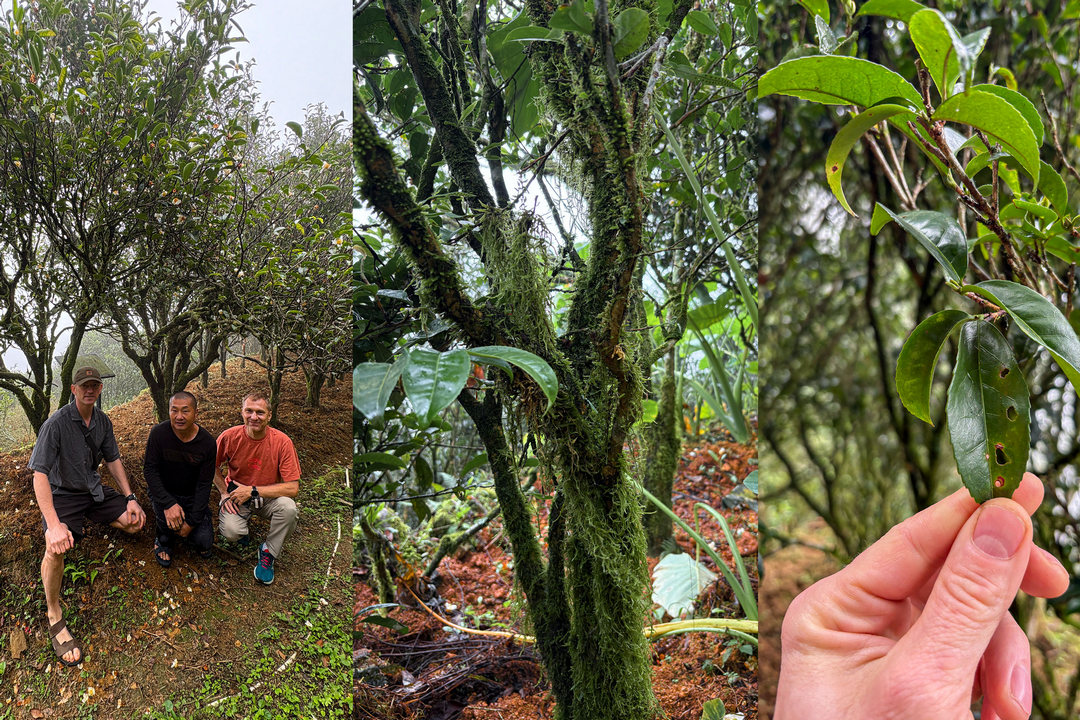 Удун Да У Е Лао Цун, гуандунский улун