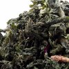 "Бадзёры", фирменный травяной сбор из линейки НА РОСТАНЯХ